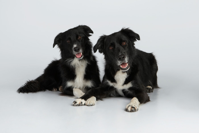 border collies