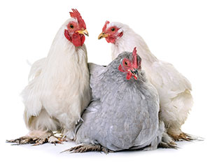 Chicken Training Image