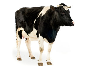 Cow Training Image