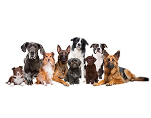 Dog Training Image