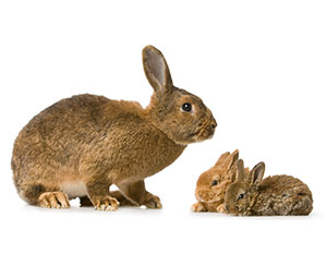 Rabbit Training Image