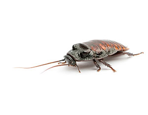 Cockroach Training Image