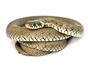 Snake Training Image