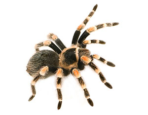 Spider Training Image