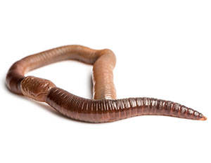 Worms Training Image